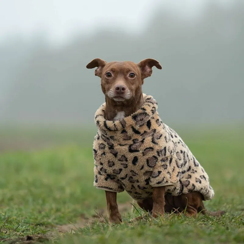 51 Degrees North Turtle Teddy Hundtröja Leopard Köp online