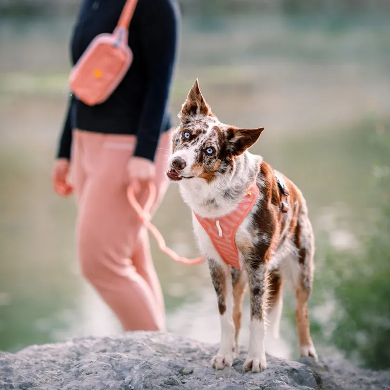 Woolly Wolf Roam Hundsele Rosa I lager